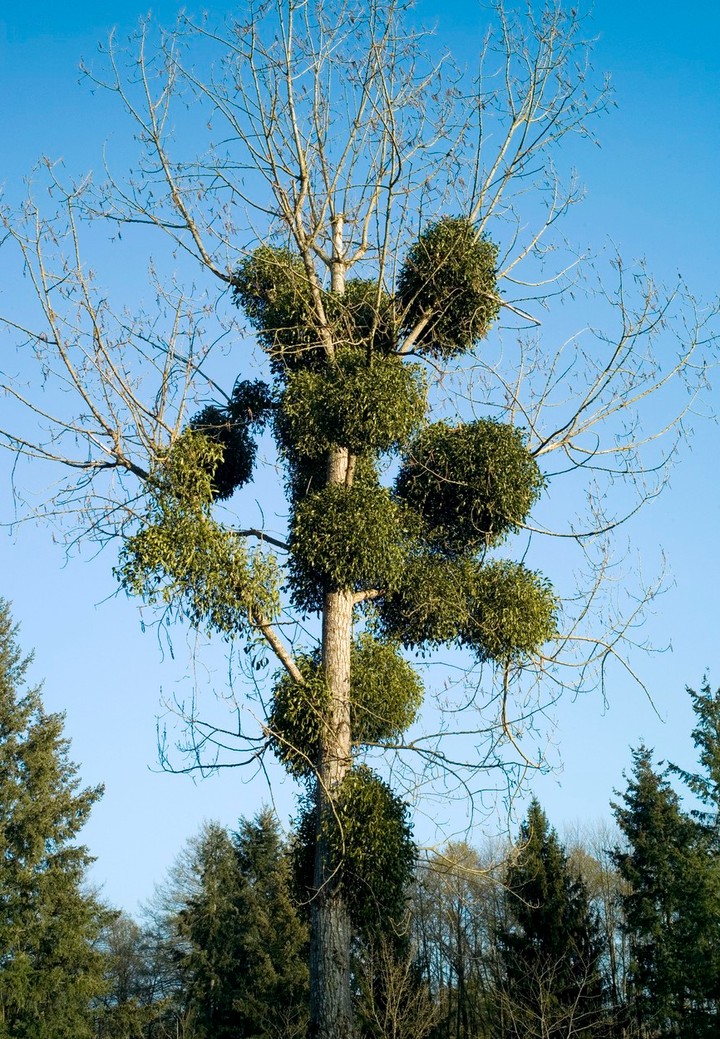 Nova zahrada - imelo